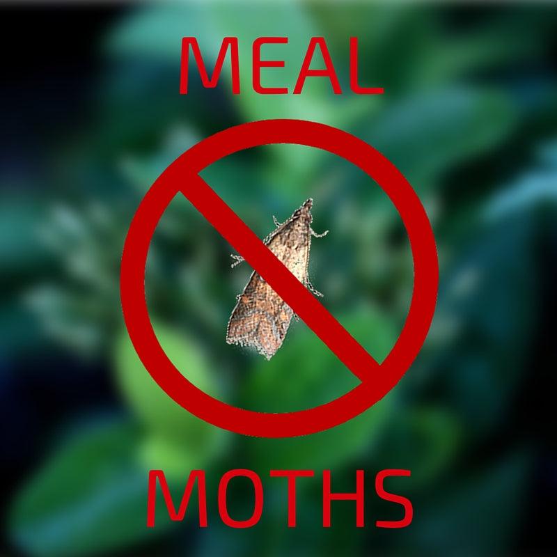 Meal Moths: The Uninvited Customers In Your Candy Store - Royal Wholesale