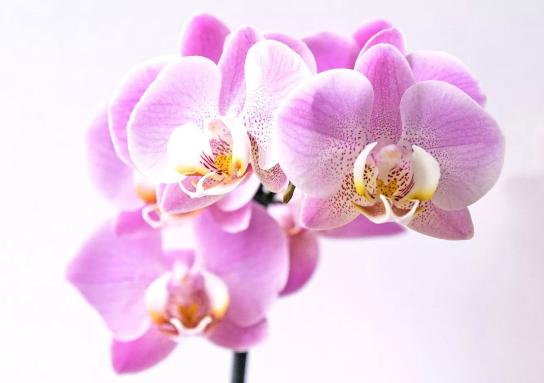 Best Candy Gifts for Mother’s Day