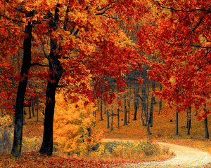 Autumn - Royal Wholesale