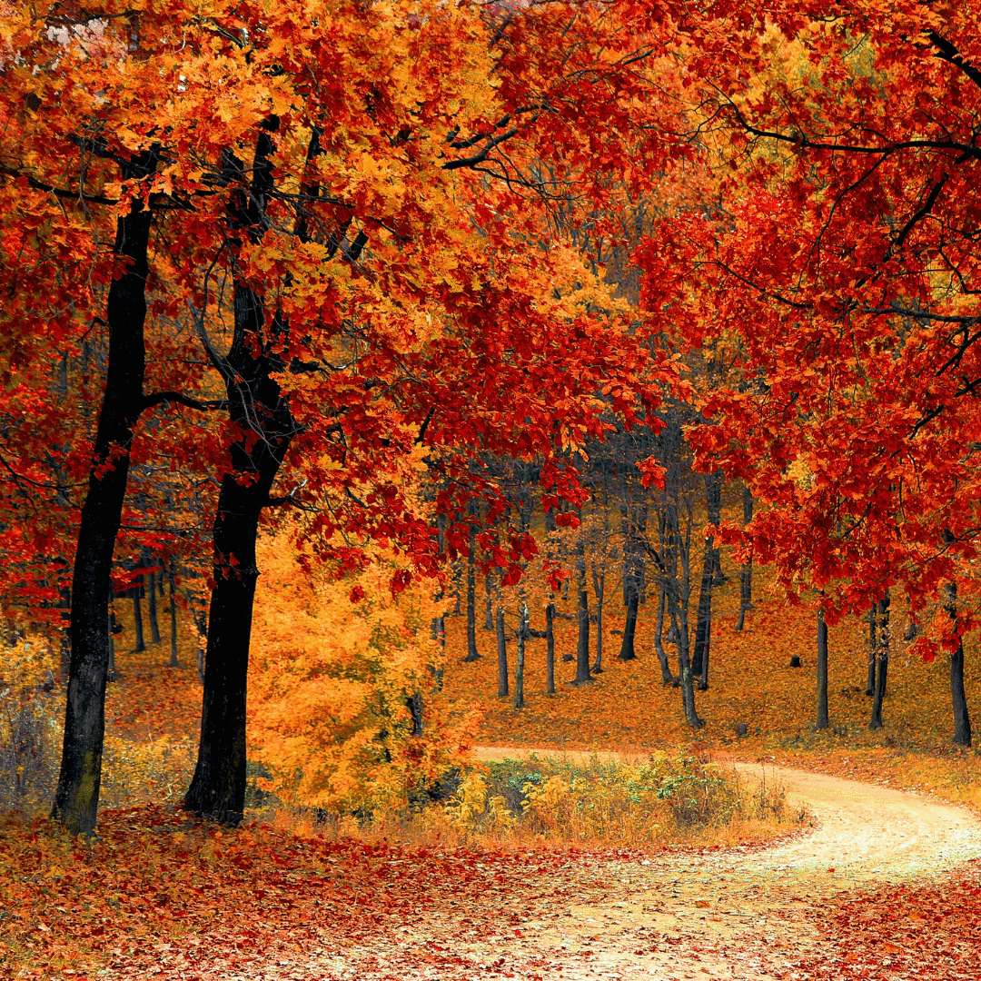 Autumn - Royal Wholesale