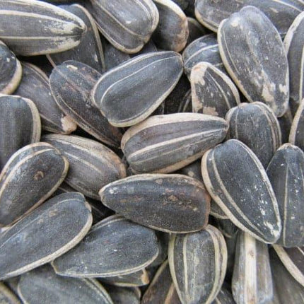 Giant Roasted Salted Sunflower Seeds in Shell 15lb - Royal Wholesale