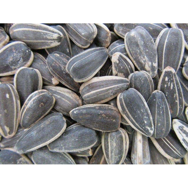 Giant Roasted Salted Sunflower Seeds in Shell 15lb - Royal Wholesale